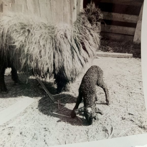 Black Sheep Lamb Photograph Picture Mom Baby Barn Barnyard Candid Photo - Picture 3 of 5